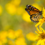 learn facts about butterflies on long island like this monarch butterfly on flower