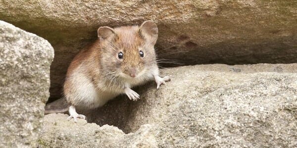 Mouse on rock