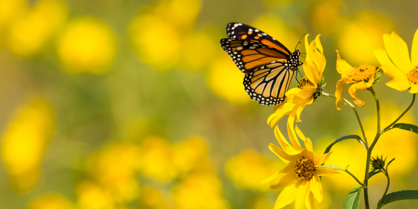 learn facts about butterflies on long island like this monarch butterfly on flower