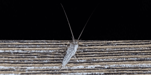 Silverfish on wood