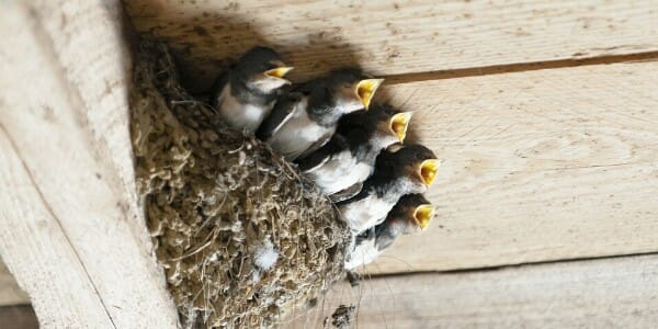 baby birds in nest inside wooden structure