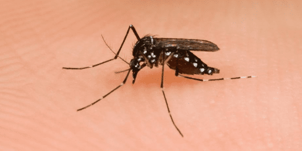 Asian tiger mosquito