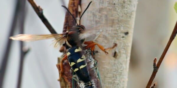 Cicada killer wasp attacks cicada on tree
