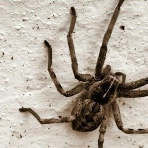 Top 5 Scariest Pests on Long Island in the Fall in your area