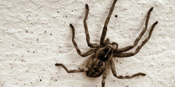 Large spider on wall