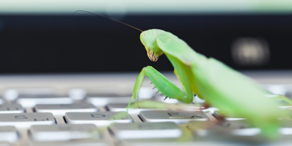 Praying Mantis on Computer Keyboard