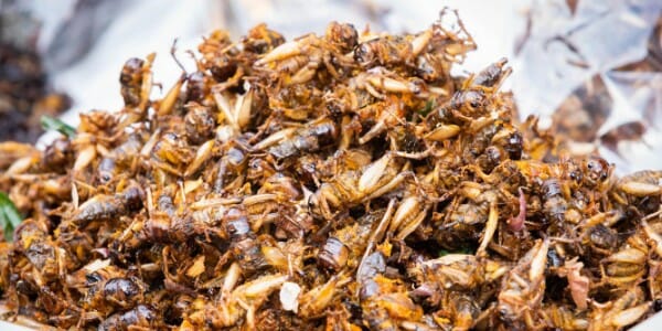 Plate of fried crickets