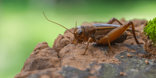 Cricket on rock