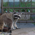 Raccoon outside gate