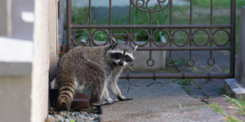 Raccoon outside gate of home looking back