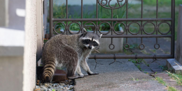 Raccoon outside gate