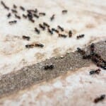 Ants crawling on concrete