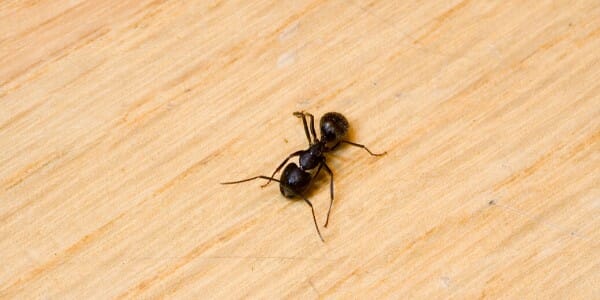 Carpenter ant crawls on wood