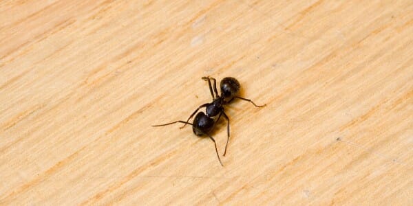 Carpenter Ants are the Largest Ants on Long Island  Suburban Exterminating  - Pest Control & Extermination Services