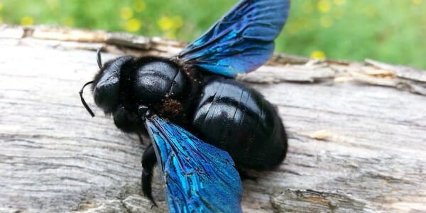 Black carpenter bee with blue wings