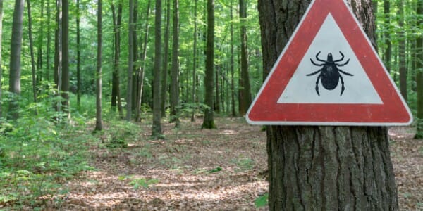 Wooded area with tick warning sign