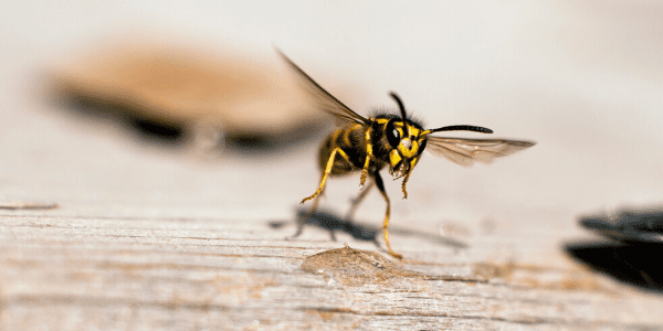 Yellow jacket flies above wood