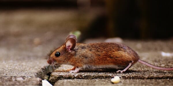Brown mouse scurrying
