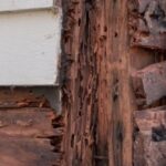termite damage on home