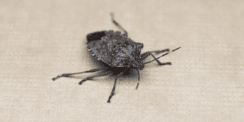 Stink bug on fabric