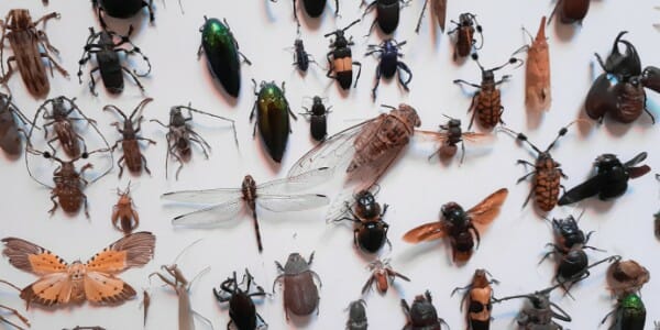 Variety of insects laid out on a flat white surface