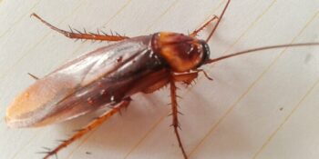 Cockroach on floor