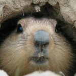 Groundhog popping out of a hole