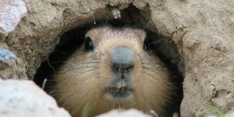 GroundhogPest Control in your area