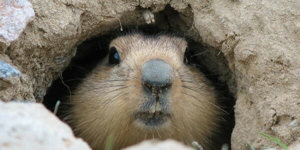 Groundhog popping out of a hole