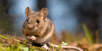 deer white footed mouse