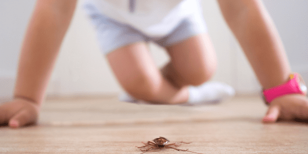 cockroach crawling on floor