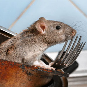 rodent sitting in dirty dishes leaning against forks