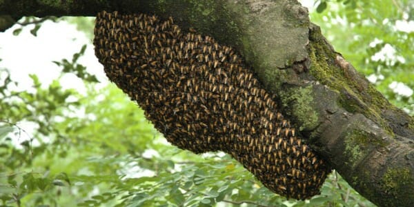 bee hive in tree