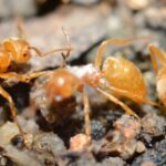 yellow Citronella Ants walking across rocks