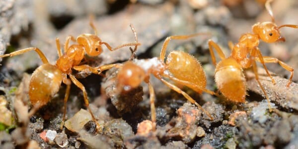 yellow Citronella Ants walking across rocks