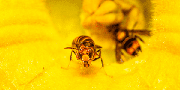 Yellow jacket wasps on yellow flower