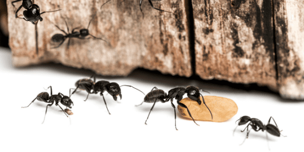 carpenter ants