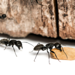 infestation of black carpenter ants eating a piece of wood next to a bigger piece of wood