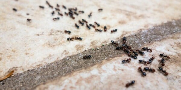 Ants crawling on concrete