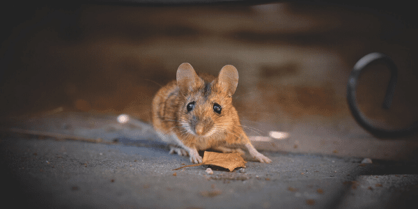 House mouse on sidewalk