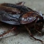 Large cockroach on pavement