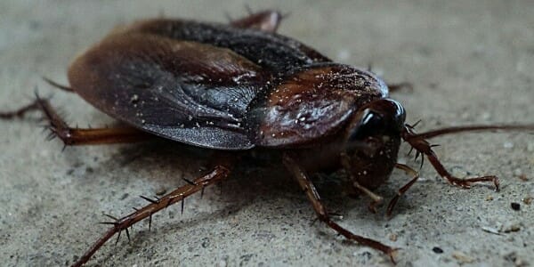Large cockroach on pavement
