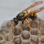 Wasp on nest up close