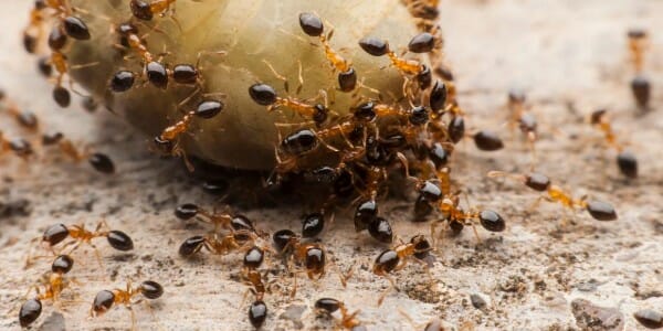 Pavement Ants Eating Potato
