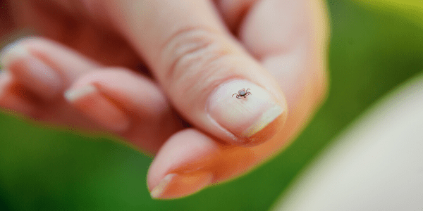 tick on fingernail