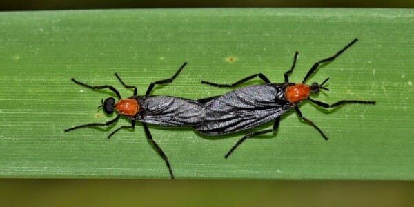Pair of love bugs