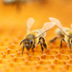 Honey Bees on Honeycomb