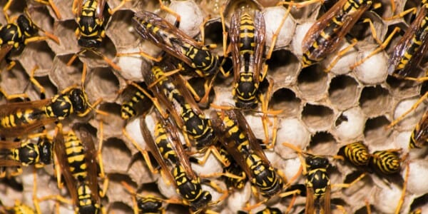 Wasp nest with yellow jackets