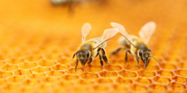 Honey Bees on Honeycomb