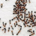 Cluster of Acrobat Ants